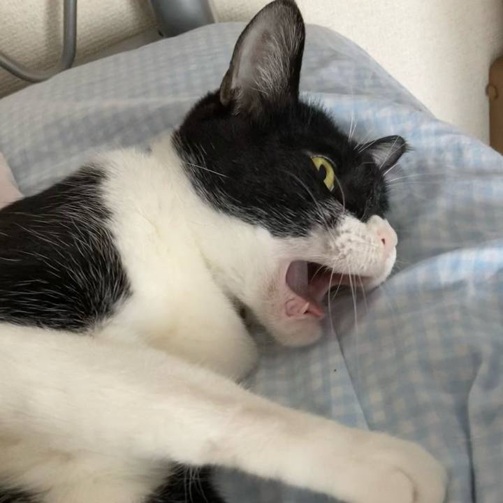 97c60902 c746 4664 90f2 a39ebc246e86 1620304130638