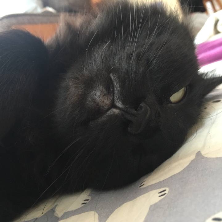 97ca1814 db09 4e21 9add dd3732b6598d 1516321717908