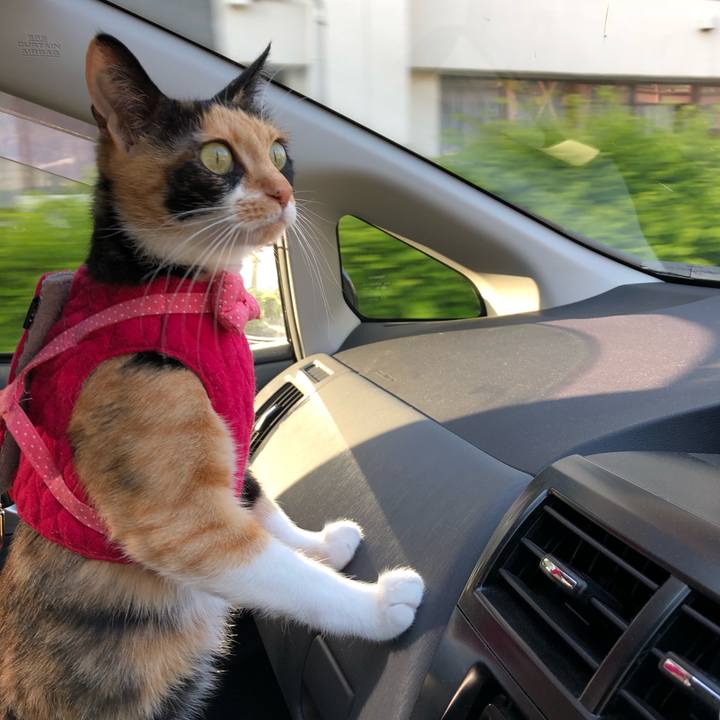 97cc6fba 3bd4 407d b9dd 3c2663e9e9d2 1526380931391