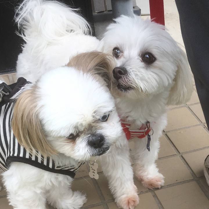 97ceba93 39cb 42e1 a06f 83782c052e49 1529224930634