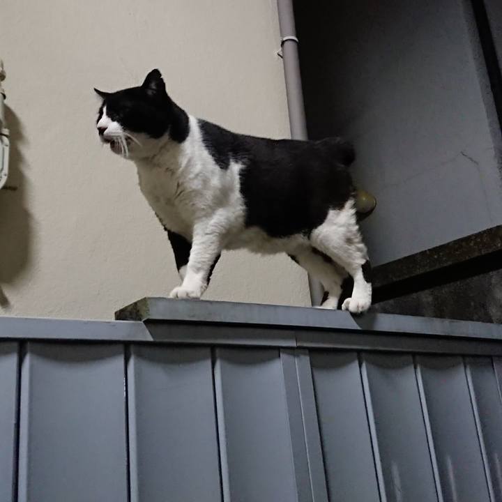 97cf368f 39b4 4f96 8875 92288641ab7c 1541936890422