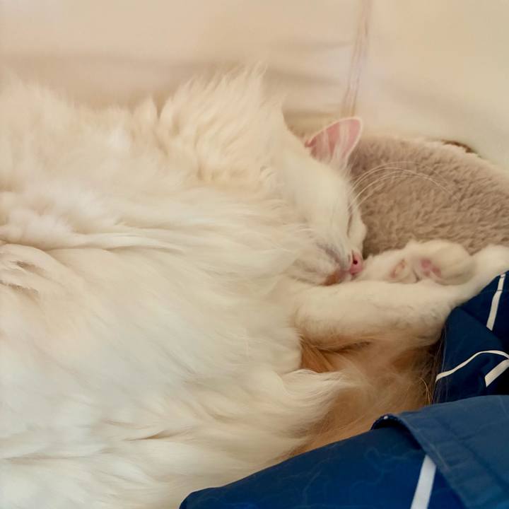 97d098e9 7be0 41aa a56c 647e618af11a 1763947453060