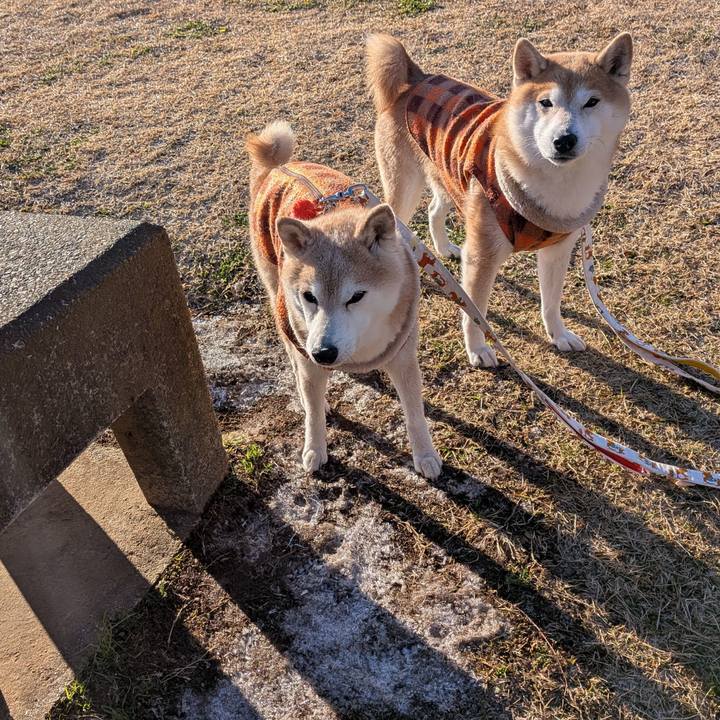 97d20917 8a01 4ce0 90b7 a8a01142e9c7 1766888361050