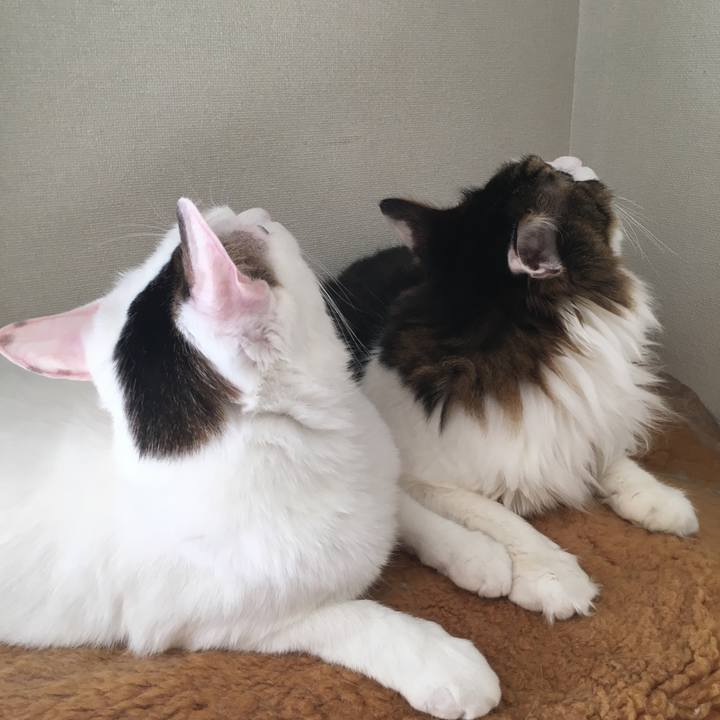 97d5f2f1 1d93 40b8 8a3a cb131626d7b9 1547856565492