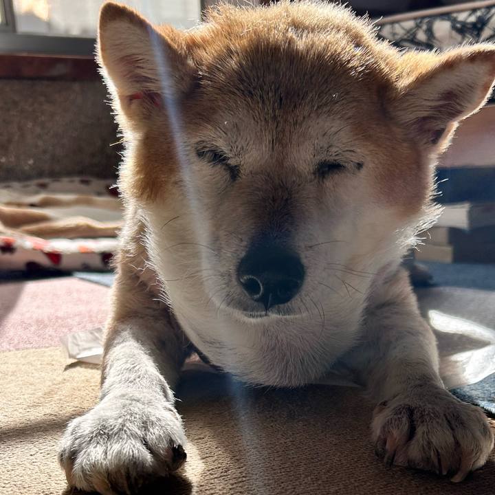 97d9550f 2194 4c81 b428 42c8608d605c 1762743513401