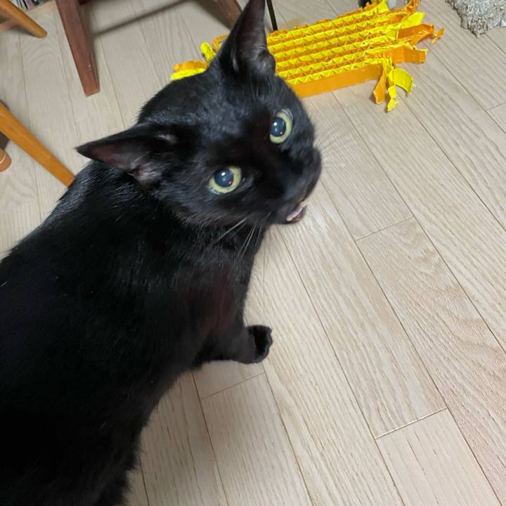 97dee529 e178 43a3 880d 1f4e07778402 1763816412493