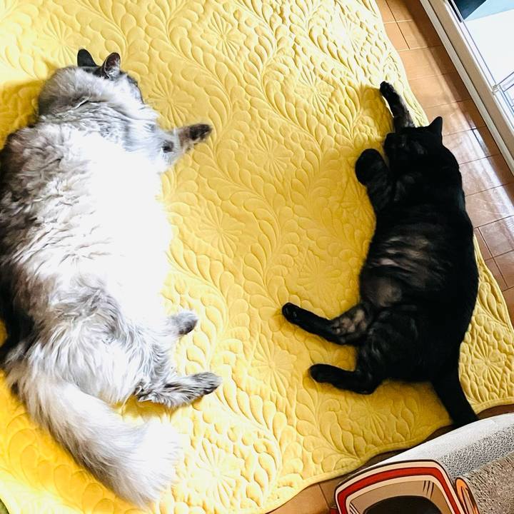 97e29e67 ab47 476b 9333 c7398c0b684a 1739759613184