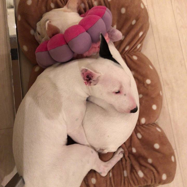 97e85c7a 9169 4de3 a213 31379eafa823 1513573992438