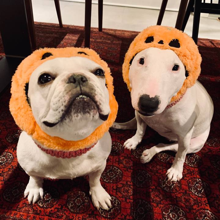 97ebd524 00c1 485b 9b98 fe661f90aa3a 1604118602284