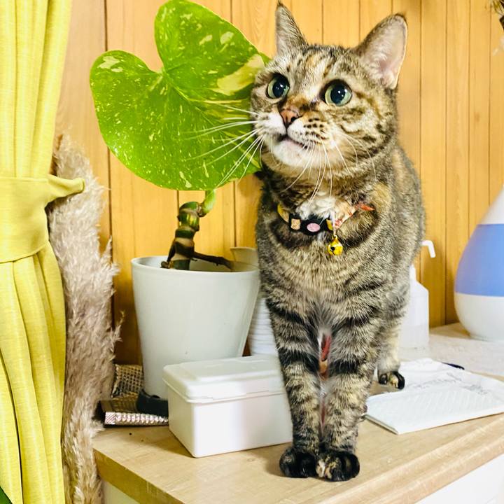 97ec3e0e f99c 40ef abe1 e9299e4c211e 1760443766353