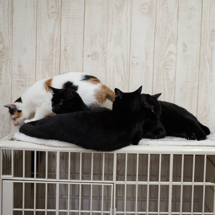 97ed1581 a8b7 4ef5 adb1 9b487f564dc0 1552115213214