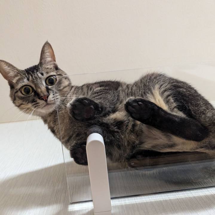 97ee7fc4 96e6 4799 9406 41972a3e9624 1731739507616