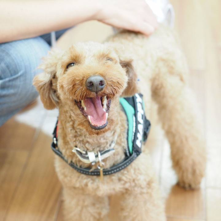 97f0252c 1bed 42b1 b479 60cec9a6c452 1539268256545