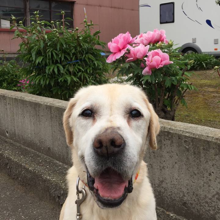 97f4f62f b30b 4063 8031 b285cb7dbf08 1526171762976