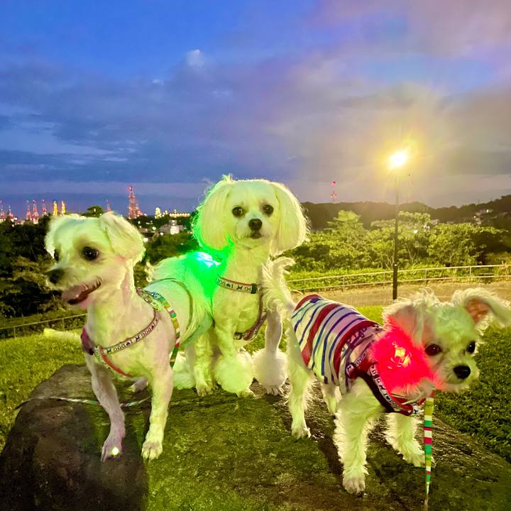 97f6049b 9a70 4828 b1d7 c39dc7985f04 1633254198048