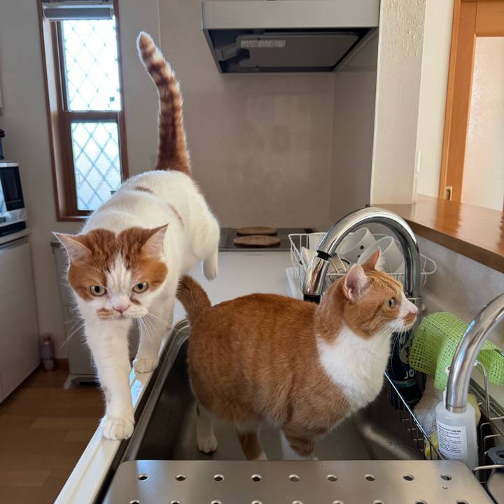 97fa734f 14bc 4582 a0e7 e8b03ce0126c 1764299725807