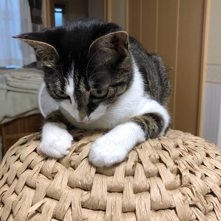 97fe15cf 4e41 401c 84e1 ee0761f1fd0a 1528558449373