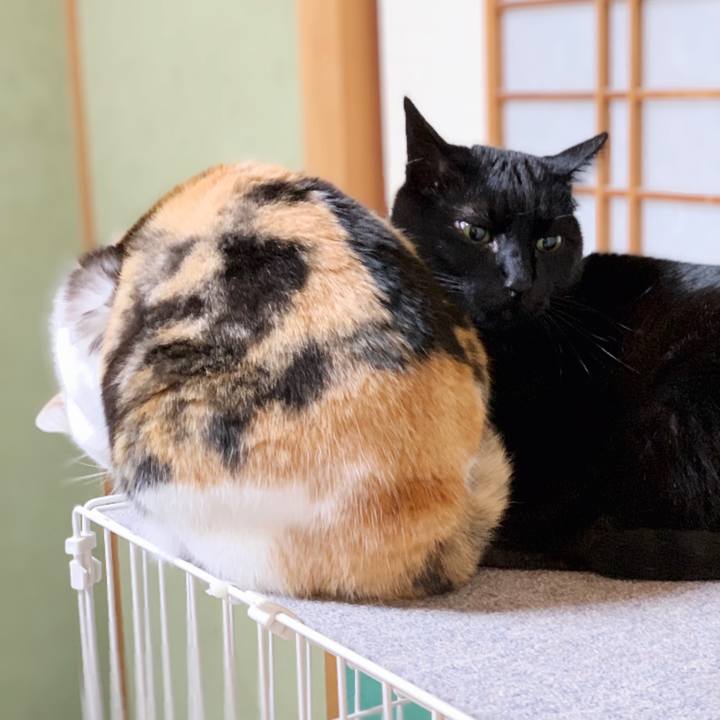 98044dcc a644 4a58 806a 583fac046e6a 1552441169606