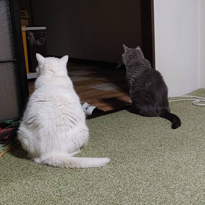 98059fb9 c2c9 4ca7 b60b 405bfc177c0d 1754314317306