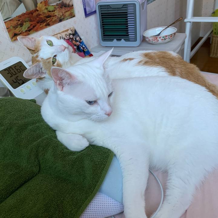 9805d538 05a4 4edd 85df 7c6eedef5eba 1598687263221