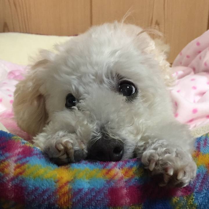 98064c59 b4c5 4053 898f eccd911b100c 1512401143661