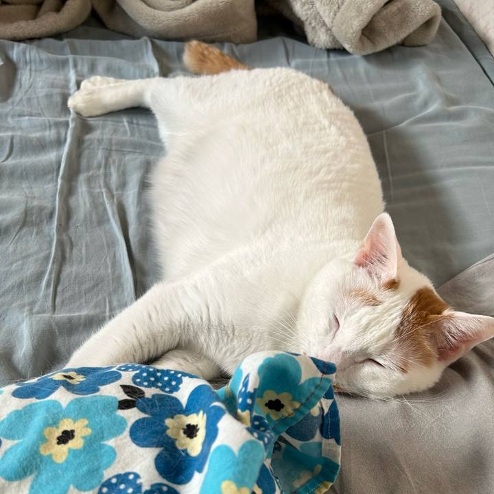 980a538a c916 409f 8a04 ba9dbaaee489 1682115190760