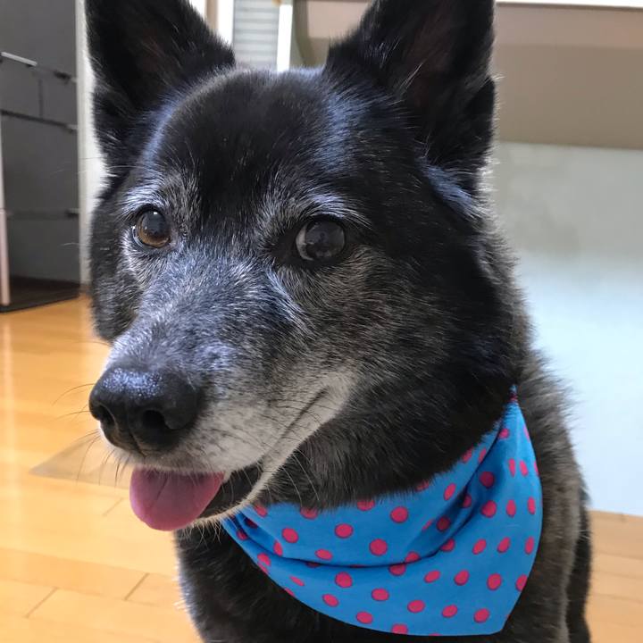 980ab5ac c19e 48c5 a35f 8e048e9d6dc6 1557105578545