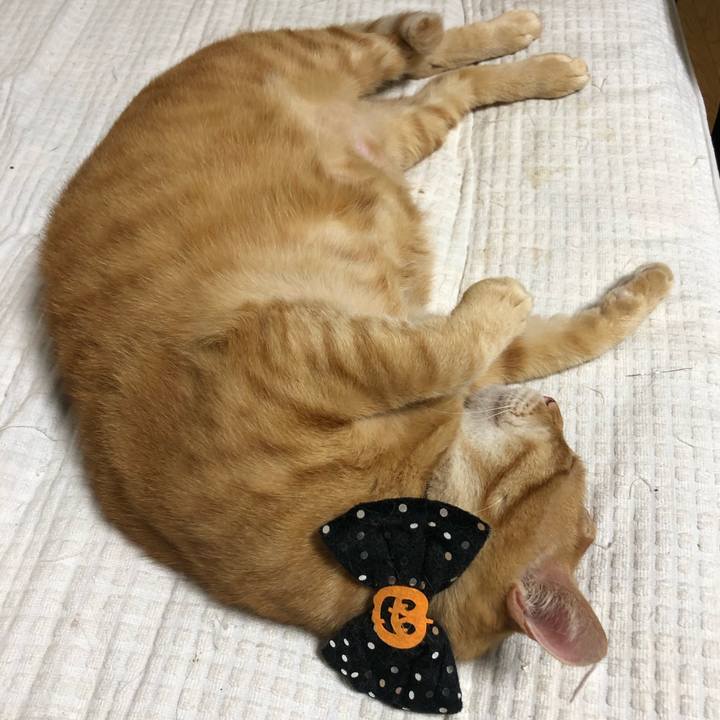 980afaec 8ee3 4eb5 b949 65e2ee63fc4c 1601723026153