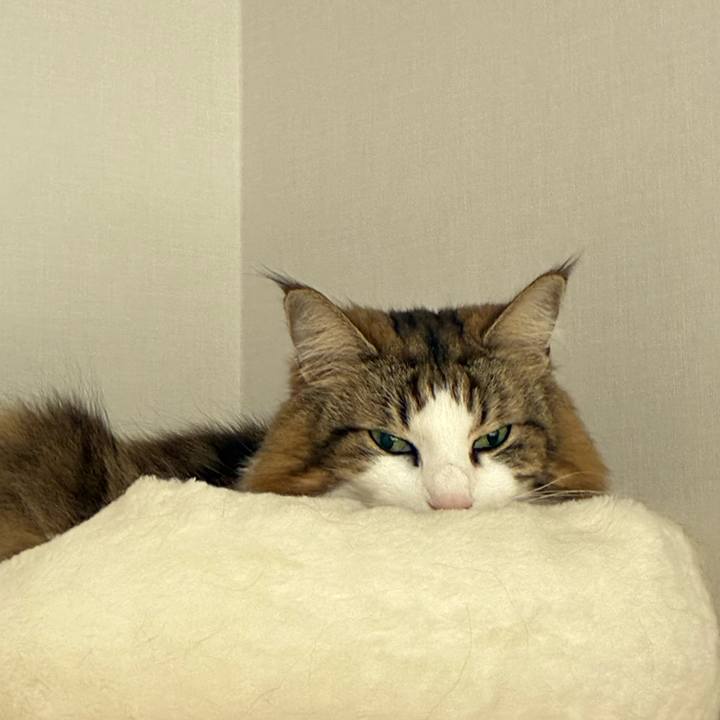 980c4212 3fdf 49a3 9d35 1aecc0ec132d 1770613034761