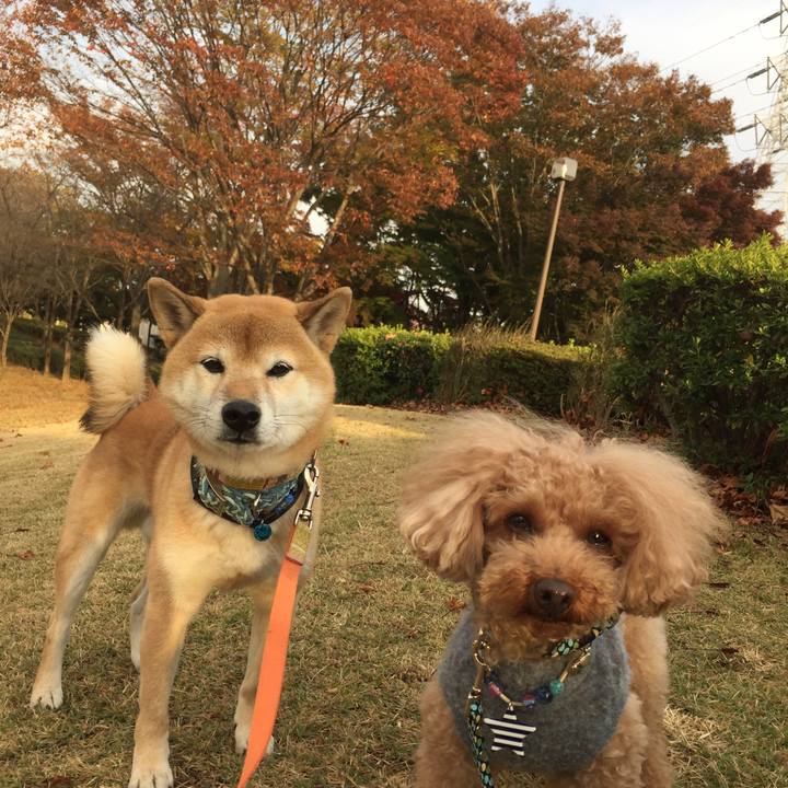 980cf434 864e 4387 a9fb 8b33042d5632 1510558835784