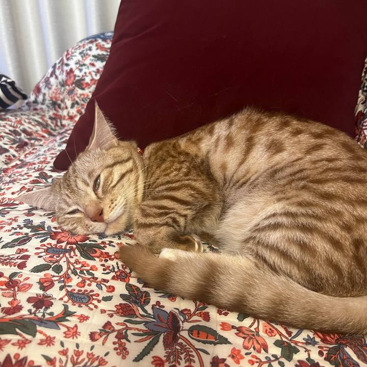 980d63ac aa89 4551 8aac 84fe6c7c0a0a 1663758445744