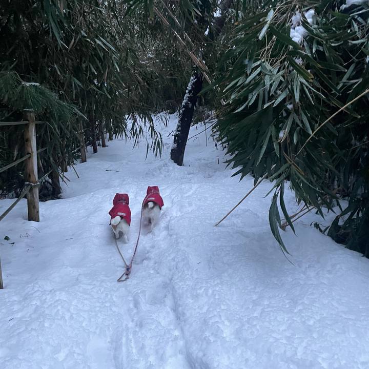 980de1bb 393a 4051 8c9e e9076a4a3232 1769988352086