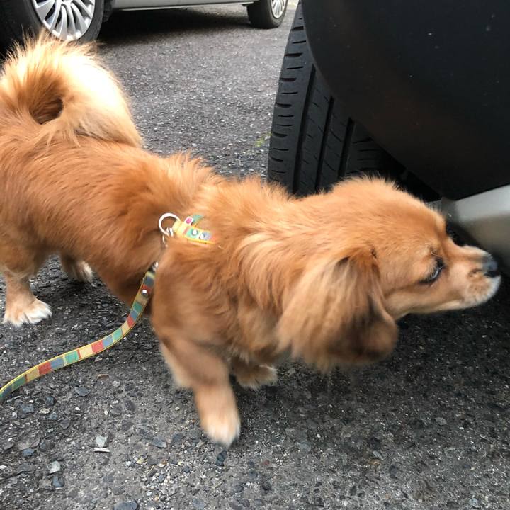 9811e1df be09 4b26 a2ff 9831b92d7184 1509921027460