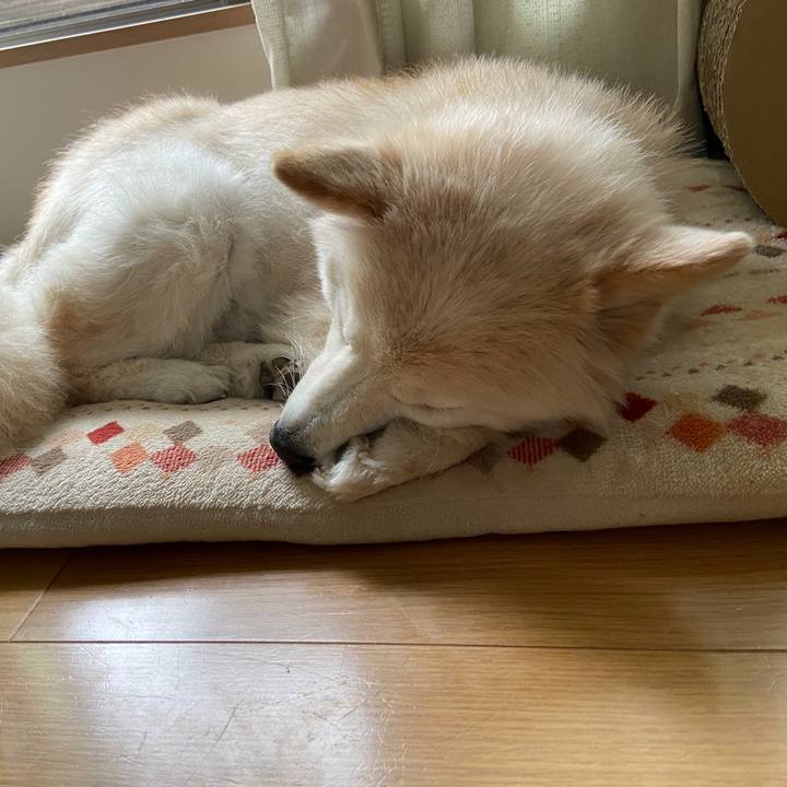 98124dde 8579 4919 9e72 347c7d49e1af 1684678817693