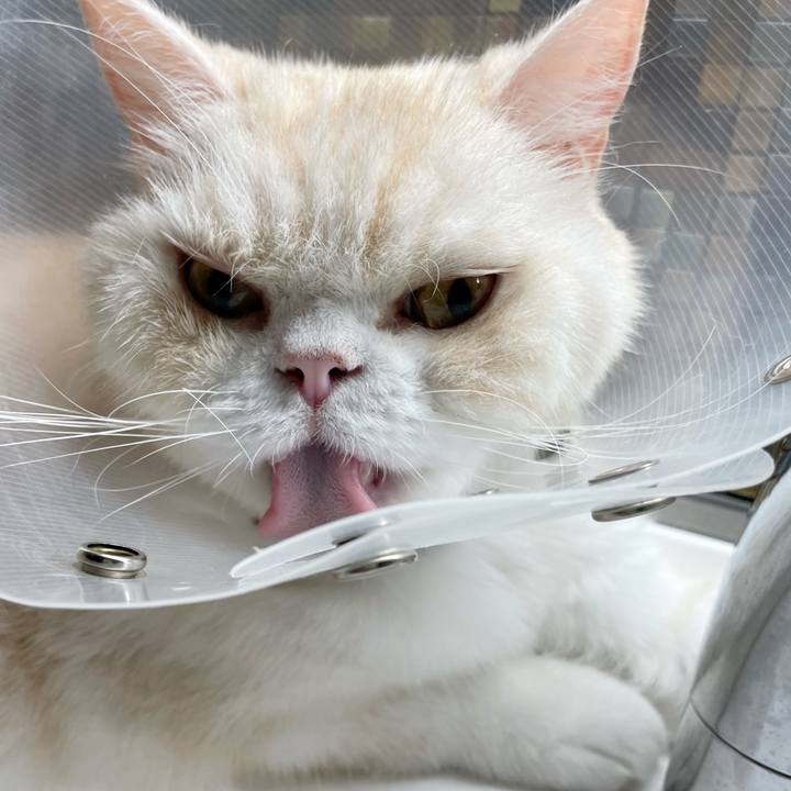 981356f9 2012 4cc4 9ec7 aabe06f4b404 1755868249288