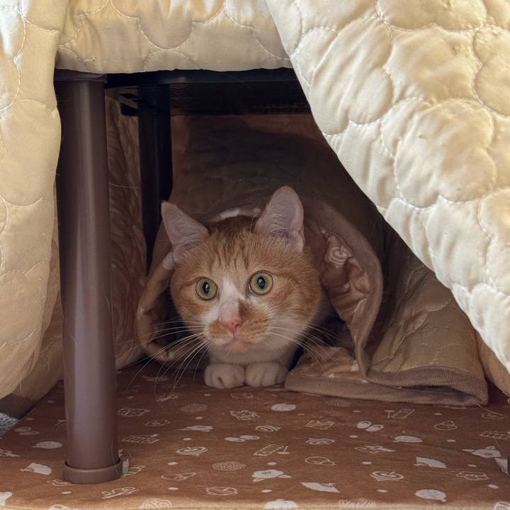 98138b24 4615 4378 92c6 1071e7aa2b49 1766715060218