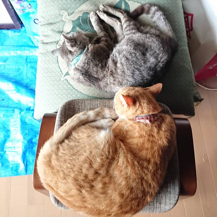 981570f6 3be0 49e1 b95b 2f7597505ed7 1565940499346