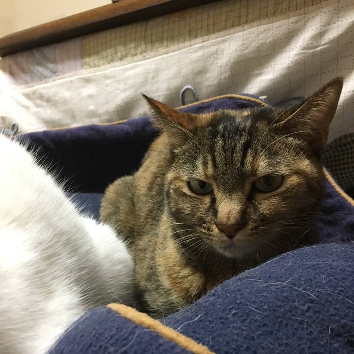 98163d61 ae41 4fcf 9306 ee603eeaf012 1513431922456