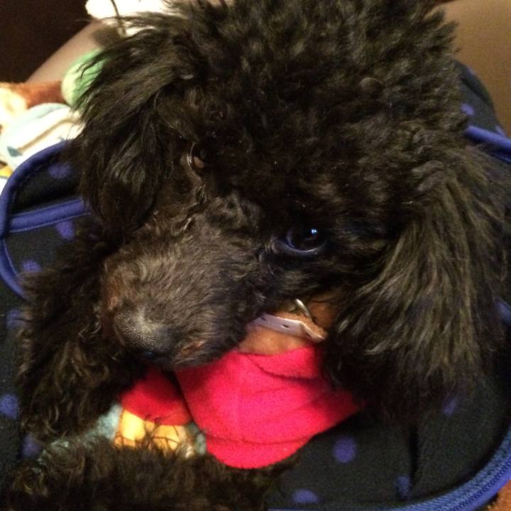 98168233 e059 4f1e 88a9 a2d4a4e63083 1513596186966