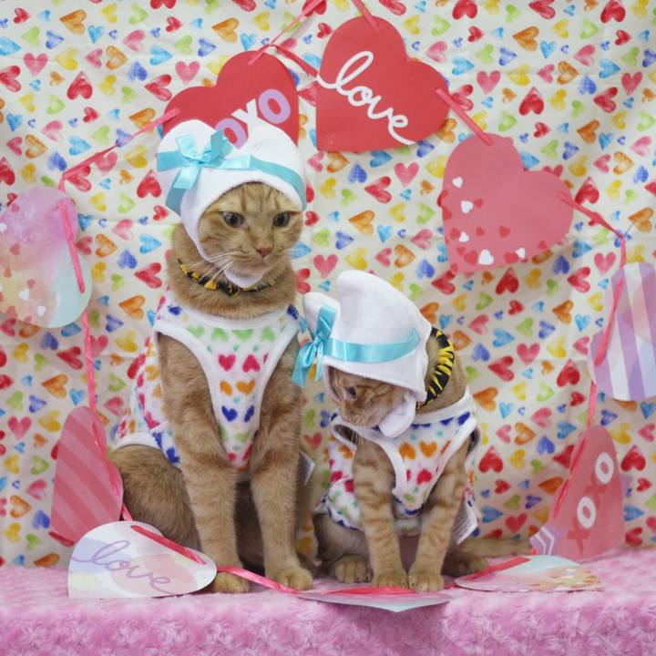 98198d1e 3418 4b97 9e7c a4a36bd272c3 1676257044683