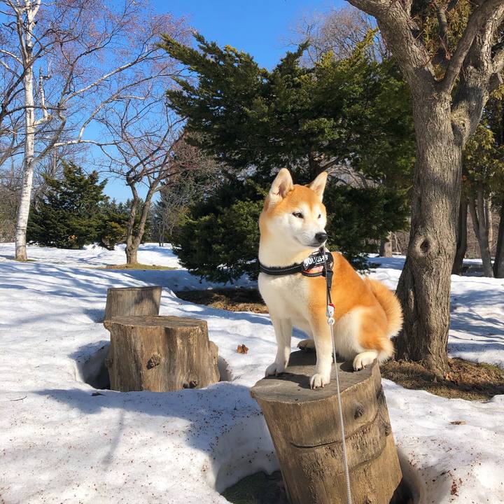 981be67a a957 4237 801a 6051a9cea4d6 1584845535188