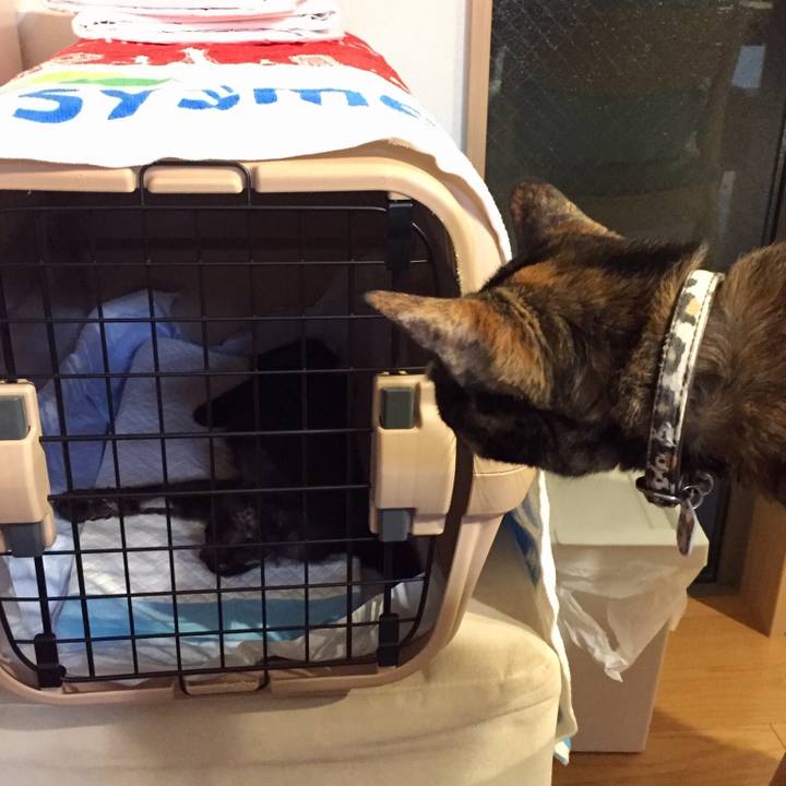 981ca805 c494 48d3 9b27 6215a90f8f80 1532698002045