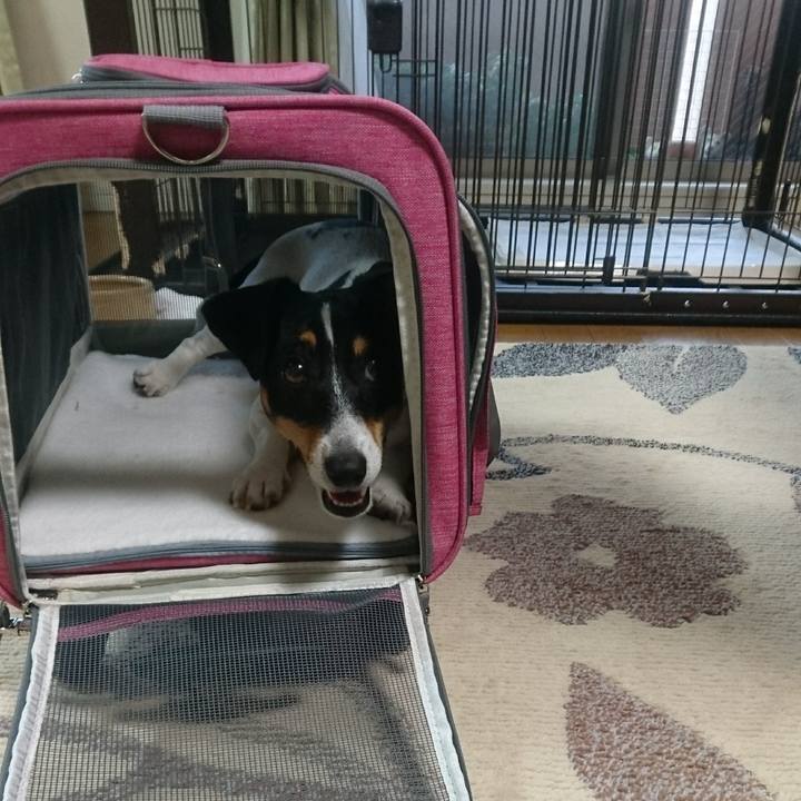 981dbe46 3449 4676 9dc9 d18cb4739876 1556455220463