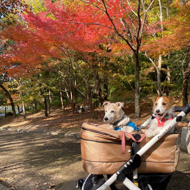 981e1f8a e121 4c5f ba67 391cec4a879f 1700721861679