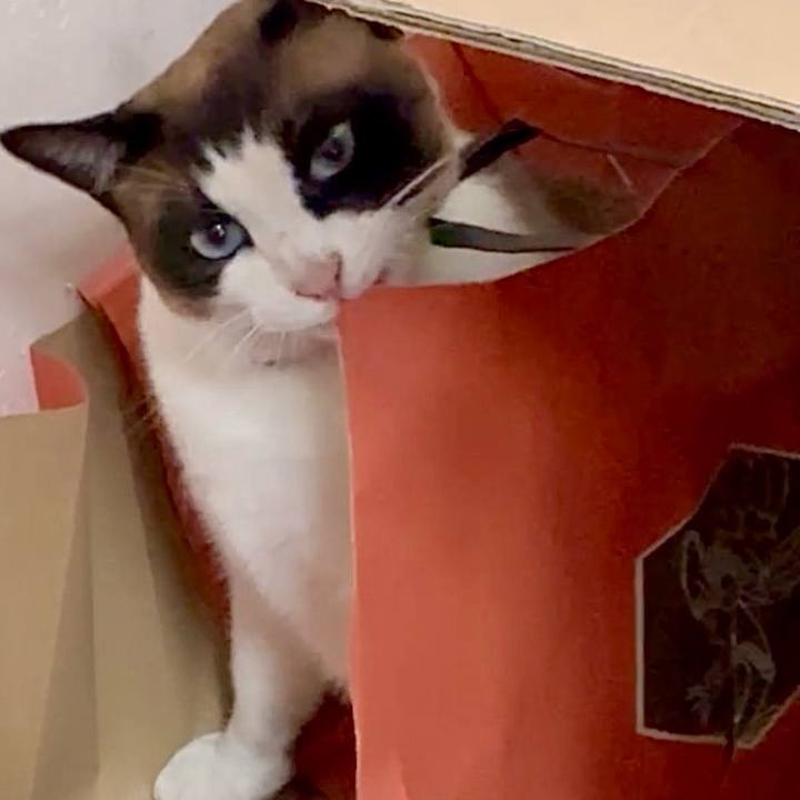 981ec6fa 743c 492b bc7e c787a5e830e6 1749178838235