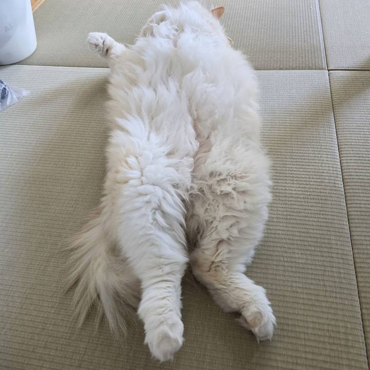 981f61cf 88d3 4d5d 9342 30c130141acf 1746003486819