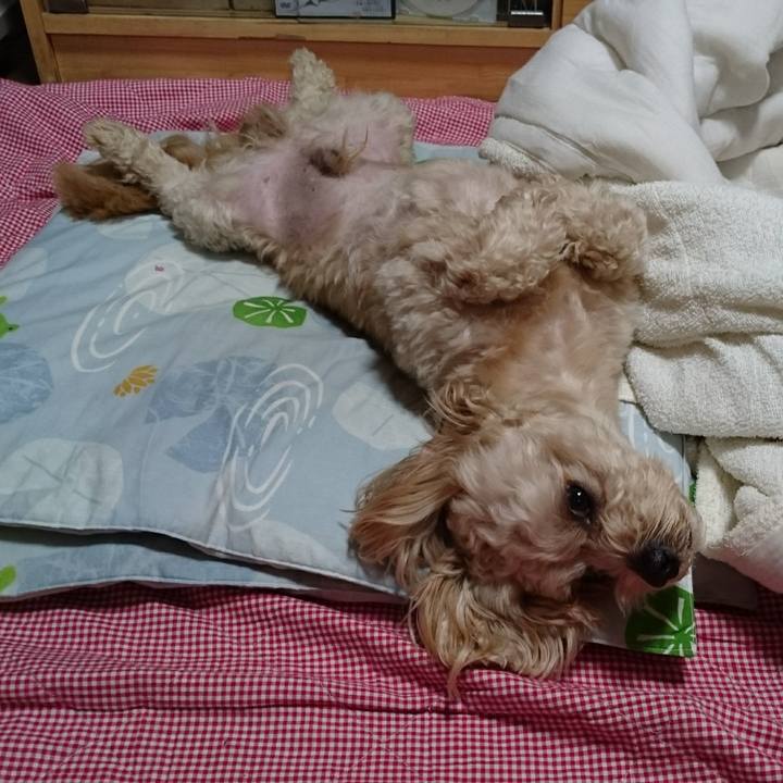 982049bd d20a 4882 9dbc c68378ca7ce5 1529583734693