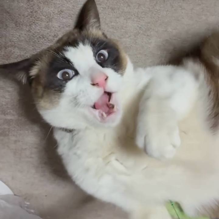 9820e4e5 0d06 4fab 8ebc c9d96d7c35f8 1770560833530