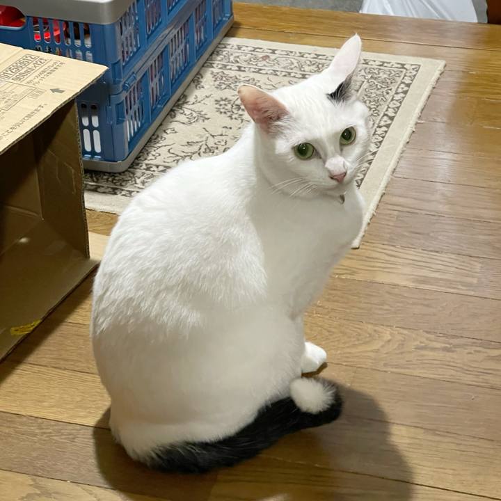 98222590 4200 44c7 b657 3a2519bbc0ce 1765839227151