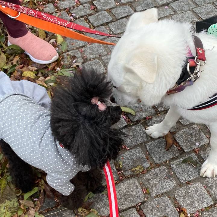 9822acc1 06e5 43dc 99ac f027c7559d45 1648472480687